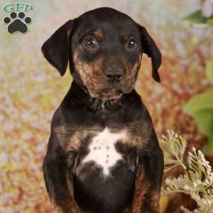 Chase, Catahoula Leopard Dog Puppy